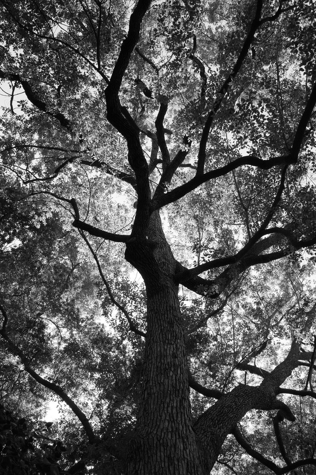 looking up